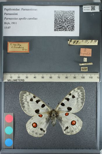 Media type: image;   Entomology 175057
